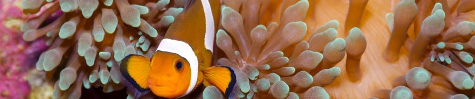 Great Barrier Reef - Clown Fish